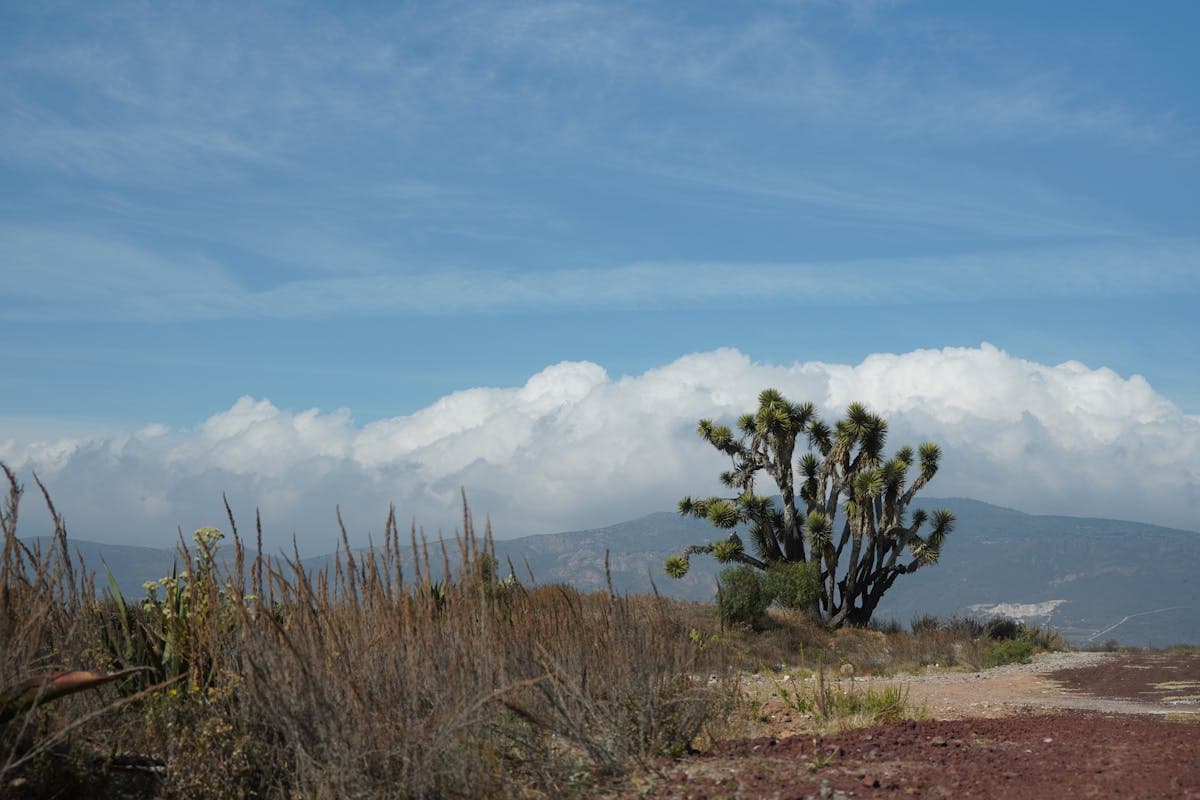 Outdoor desert wedding ceremony at golden hour among Joshua Tree boulders and yucca